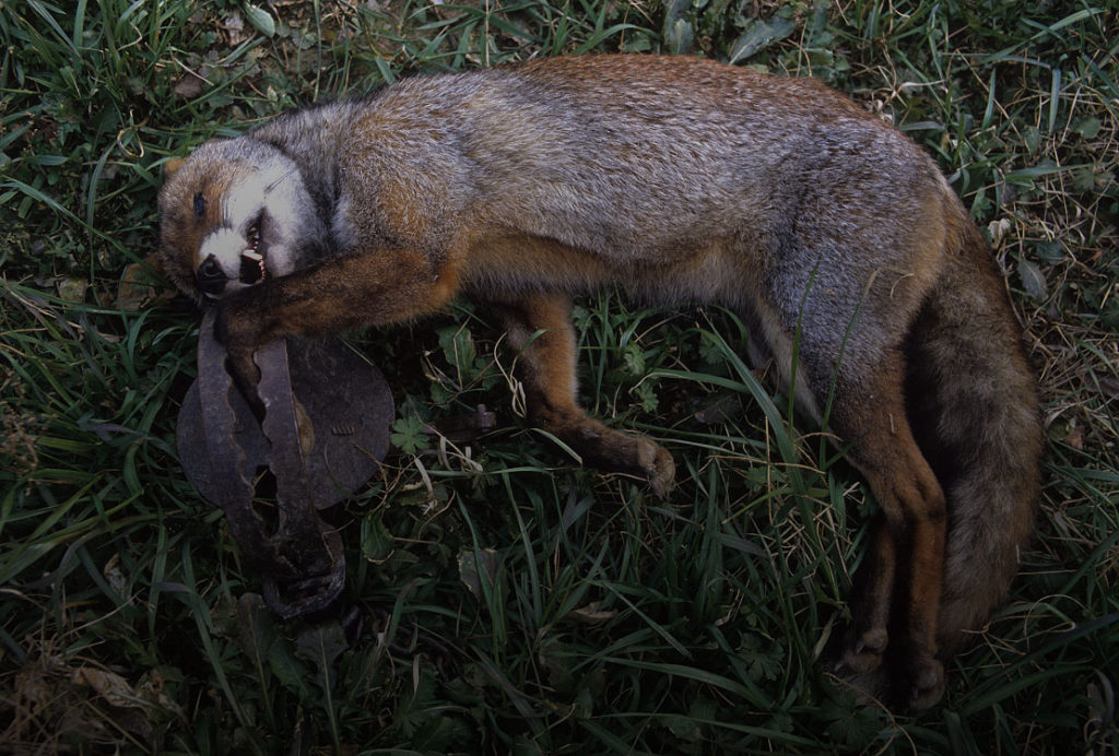 raposa presa em armadilha