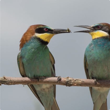 abelharucos (aves) a passar comida um ao outro