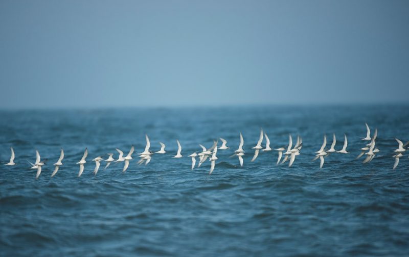 Atlas das aves marinhas de Portugal
