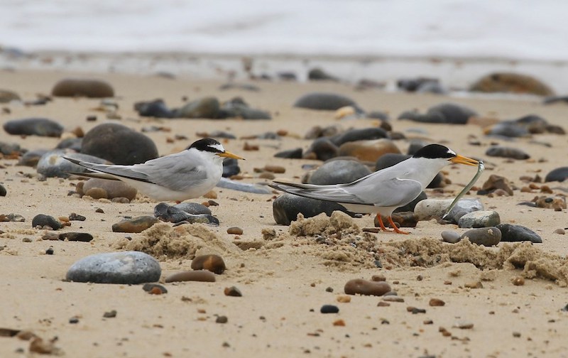 Áreas importantes para as Aves Marinhas de Portugal