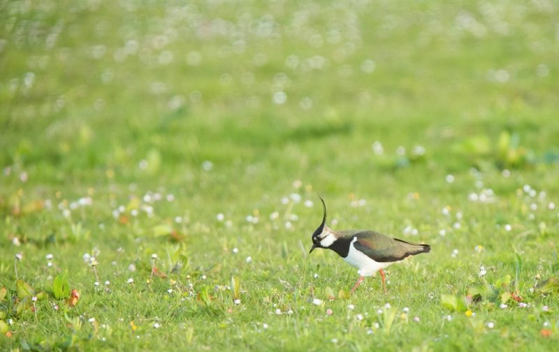 Atlas das aves invernantes e migradoras