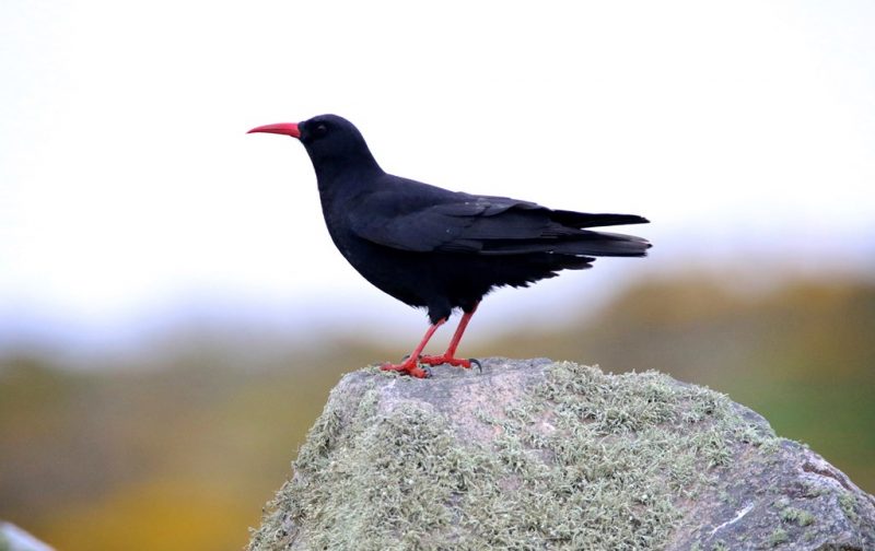 As aves de Sagres