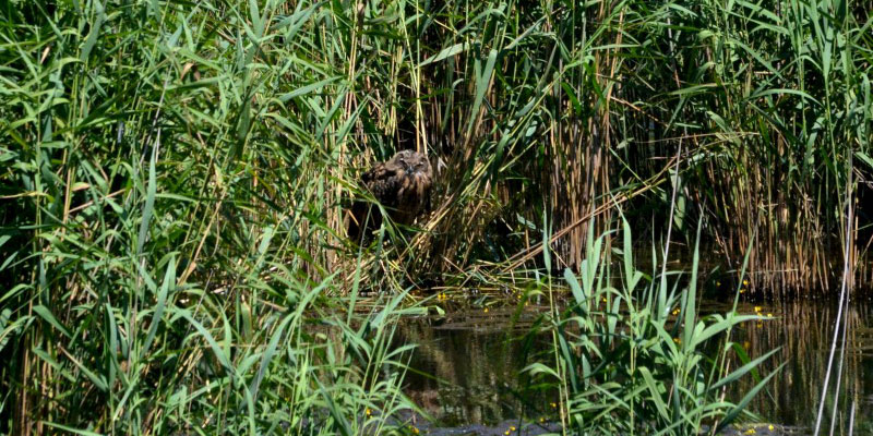 bufo-real na Lagoa Pequena