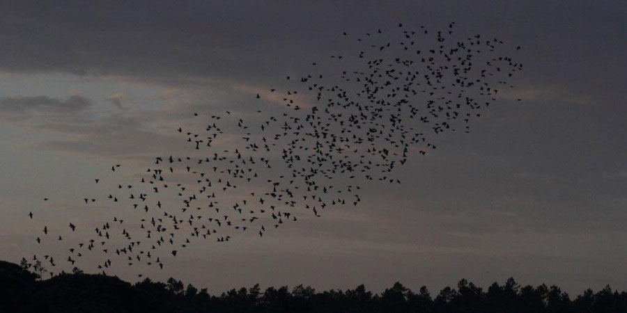 bando de estorninhos na Lagoa Pequena ao anoitecer