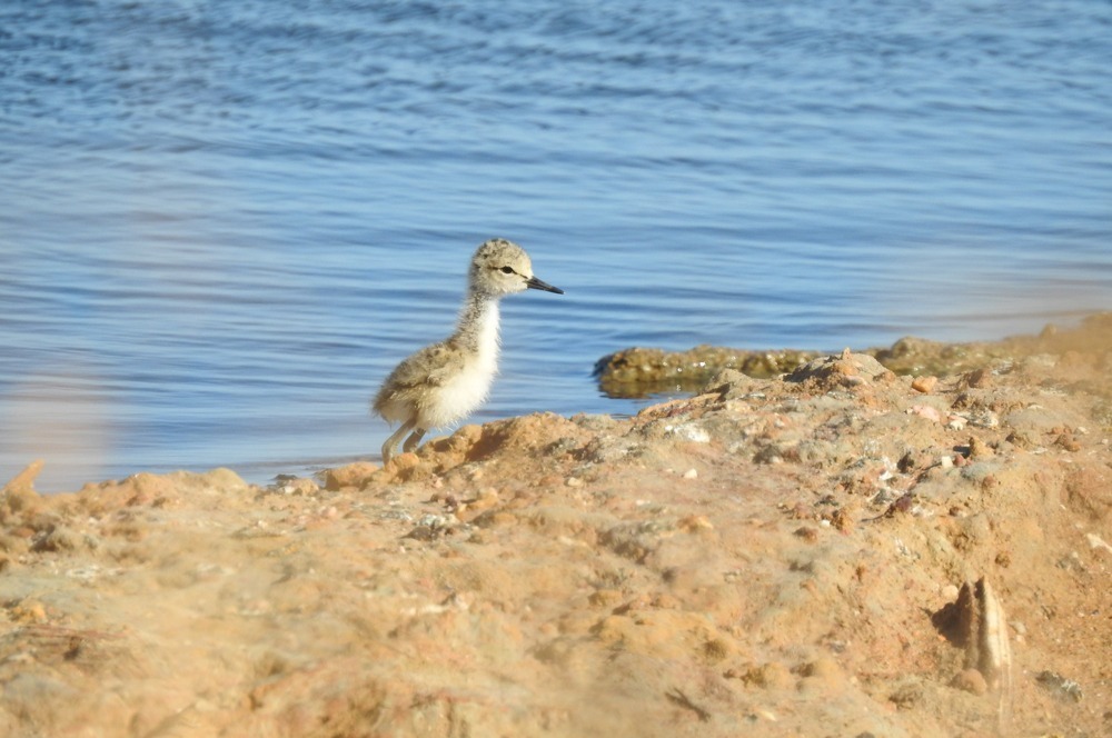 cria de pernilongo na areia